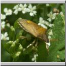 Holcostethus vernalis - Baumwanze 03.jpg